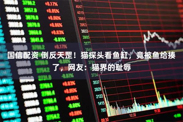 国信配资 倒反天罡！猫探头看鱼缸，竟被鱼给揍了，网友：猫界的耻辱